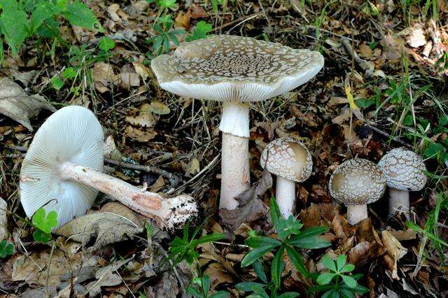 Image of Amanita