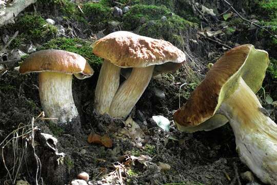 Image of boletes