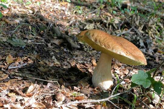 Image of boletes