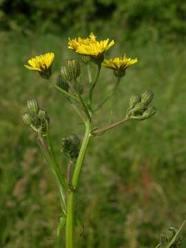 Image of hawksbeard