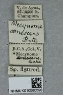 Image of Mecynome aenescens Bates 1885