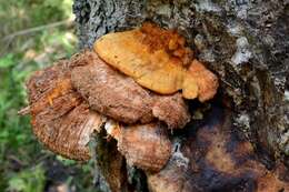 Image of basidiomycete fungi
