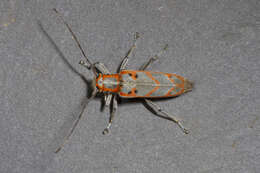 Image of Elm Borer