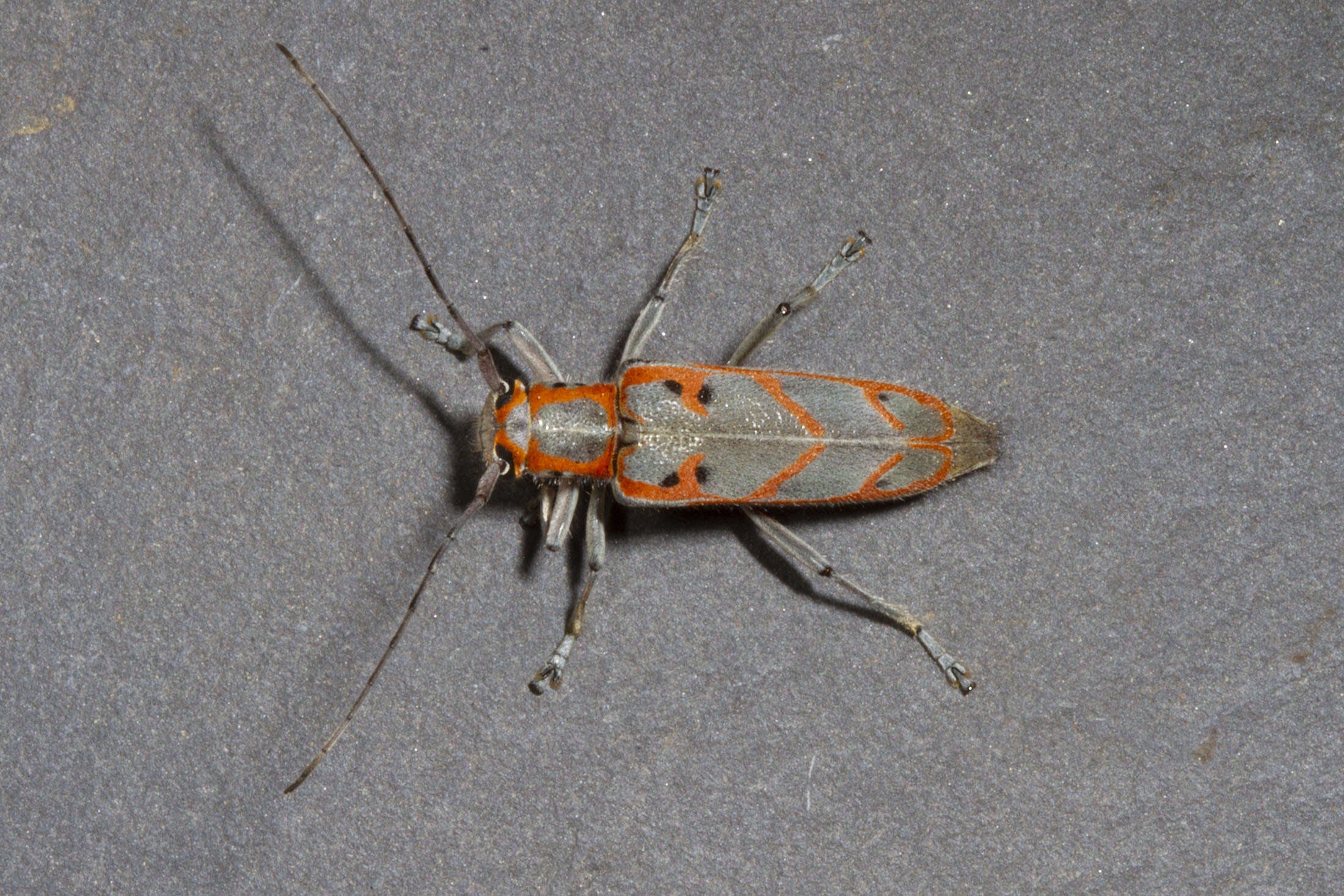 Image of Elm Borer