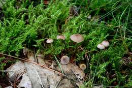 Plancia ëd Mycena sanguinolenta (Alb. & Schwein.) P. Kumm. 1871