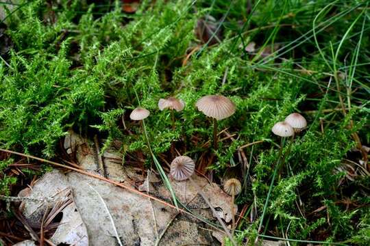 Image of Mycena sanguinolenta (Alb. & Schwein.) P. Kumm. 1871