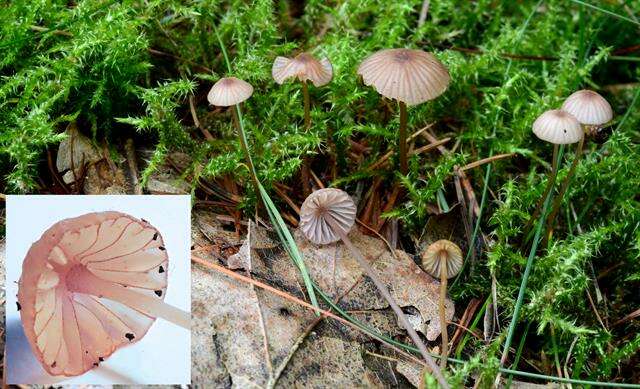 Plancia ëd Mycena sanguinolenta (Alb. & Schwein.) P. Kumm. 1871