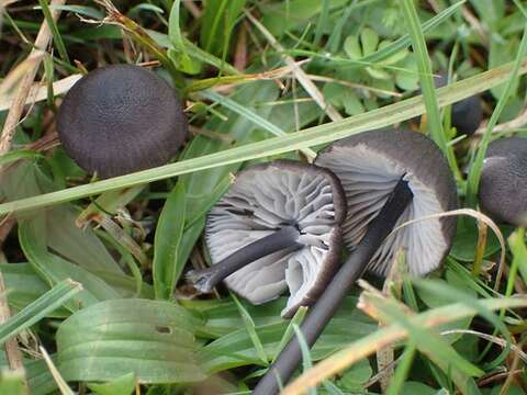 Image de <i>Entoloma chalybaeum</i>