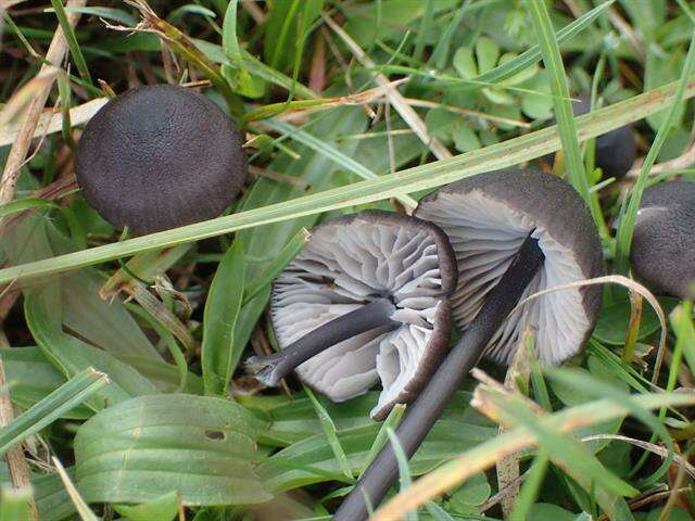 Image of <i>Entoloma chalybaeum</i>