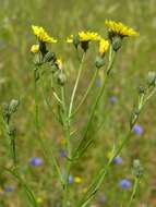 Image of narrowleaf hawksbeard