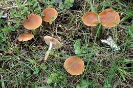 Plancia ëd Psathyrella