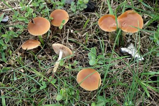 Plancia ëd Psathyrella