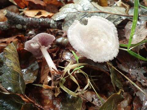 Plancia ëd Mycena pelianthina (Fr.) Quél. 1872