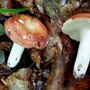 Image of Russula velenovskyi Melzer & Zvára 1927