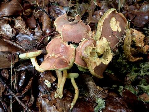 Слика од Hortiboletus