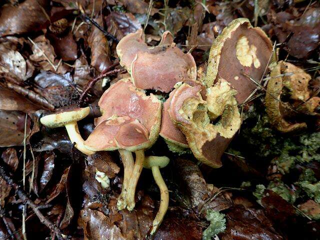 Image de Hortiboletus