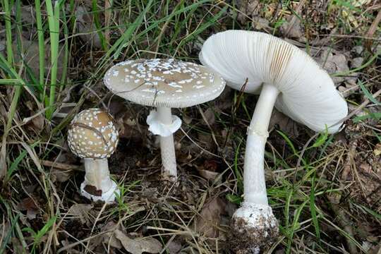 Image of Amanita