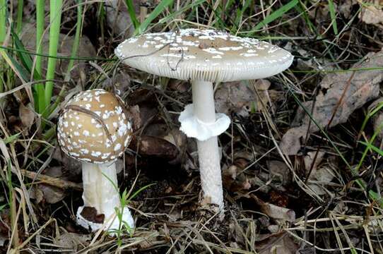 Image of Amanita