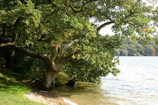 Image of beech family