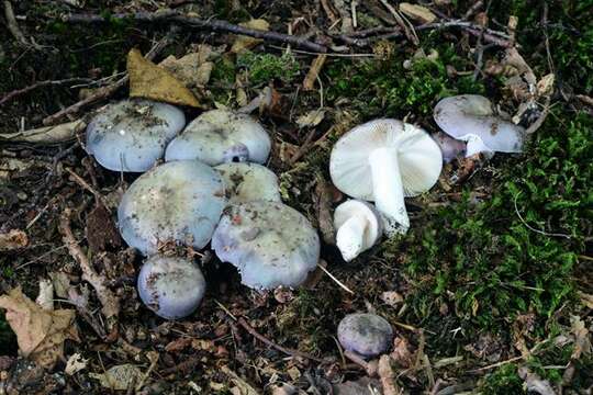 Image of Russula ionochlora Romagn. 1952