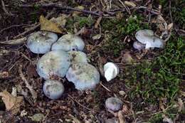 Image of Russula ionochlora Romagn. 1952