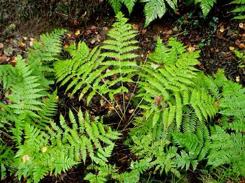 Image of <i>Athyrium filix-femina</i>