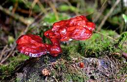 Image of Ganoderma