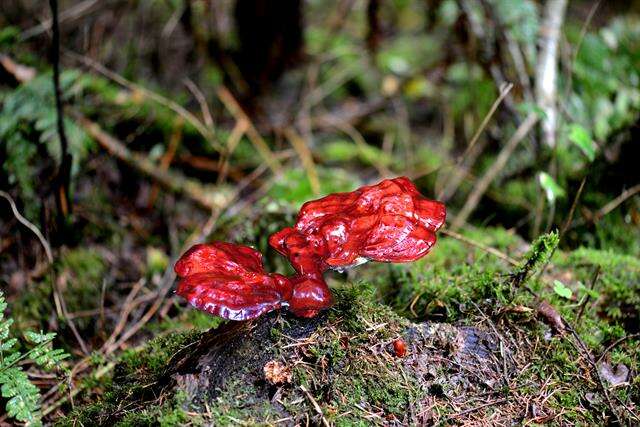 Image of Ganoderma