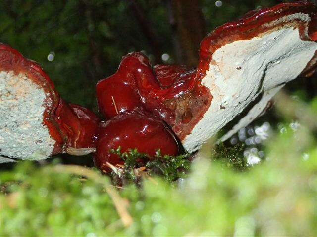 Image of Ganoderma