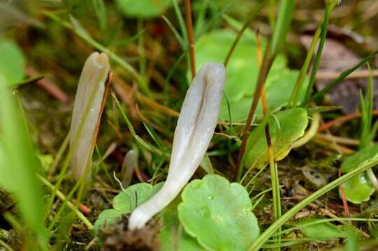 Clavaria tenuipes Berk. & Broome 1848 resmi