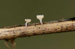 Image of fungus