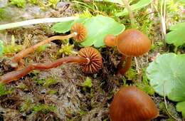 Image of Galerina jaapii A. H. Sm. & Singer 1955