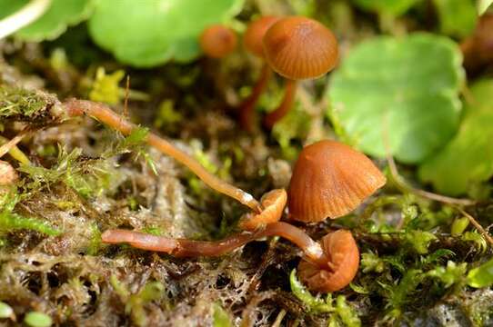 Plancia ëd Galerina jaapii A. H. Sm. & Singer 1955