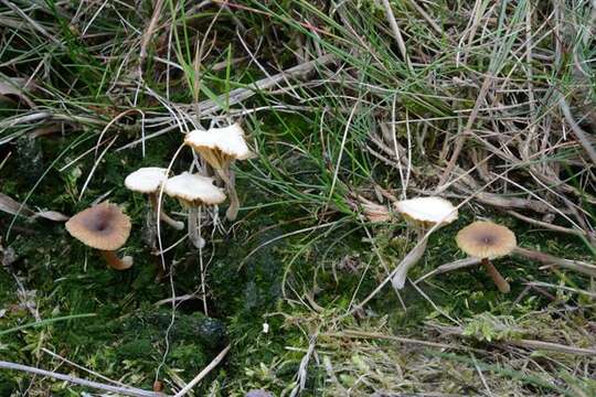 صورة Lichenomphalia