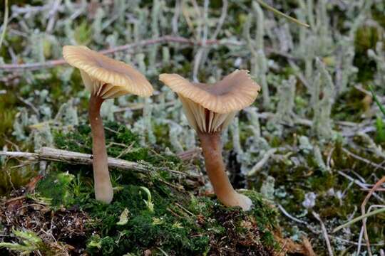 Image of Lichenomphalia