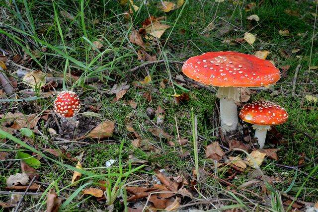 Image of Amanita