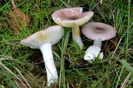 Imagem de Russula versicolor Jul. Schäff. 1931