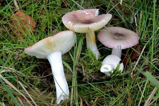 Image of Russula versicolor Jul. Schäff. 1931