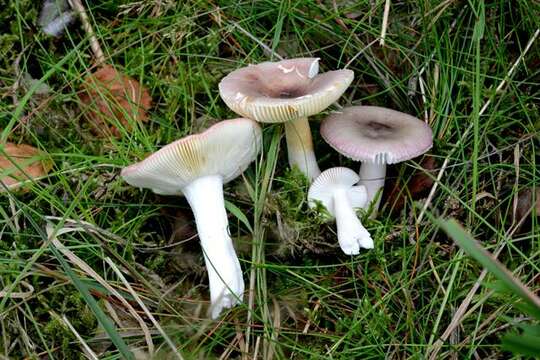 Imagem de Russula versicolor Jul. Schäff. 1931