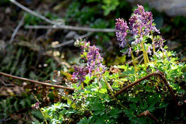 Plancia ëd Corydalis