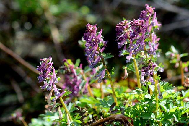 Plancia ëd Corydalis