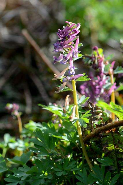 Plancia ëd Corydalis