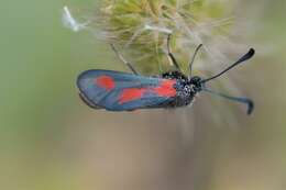 Image of Zygaena sarpedon Hübner 1790