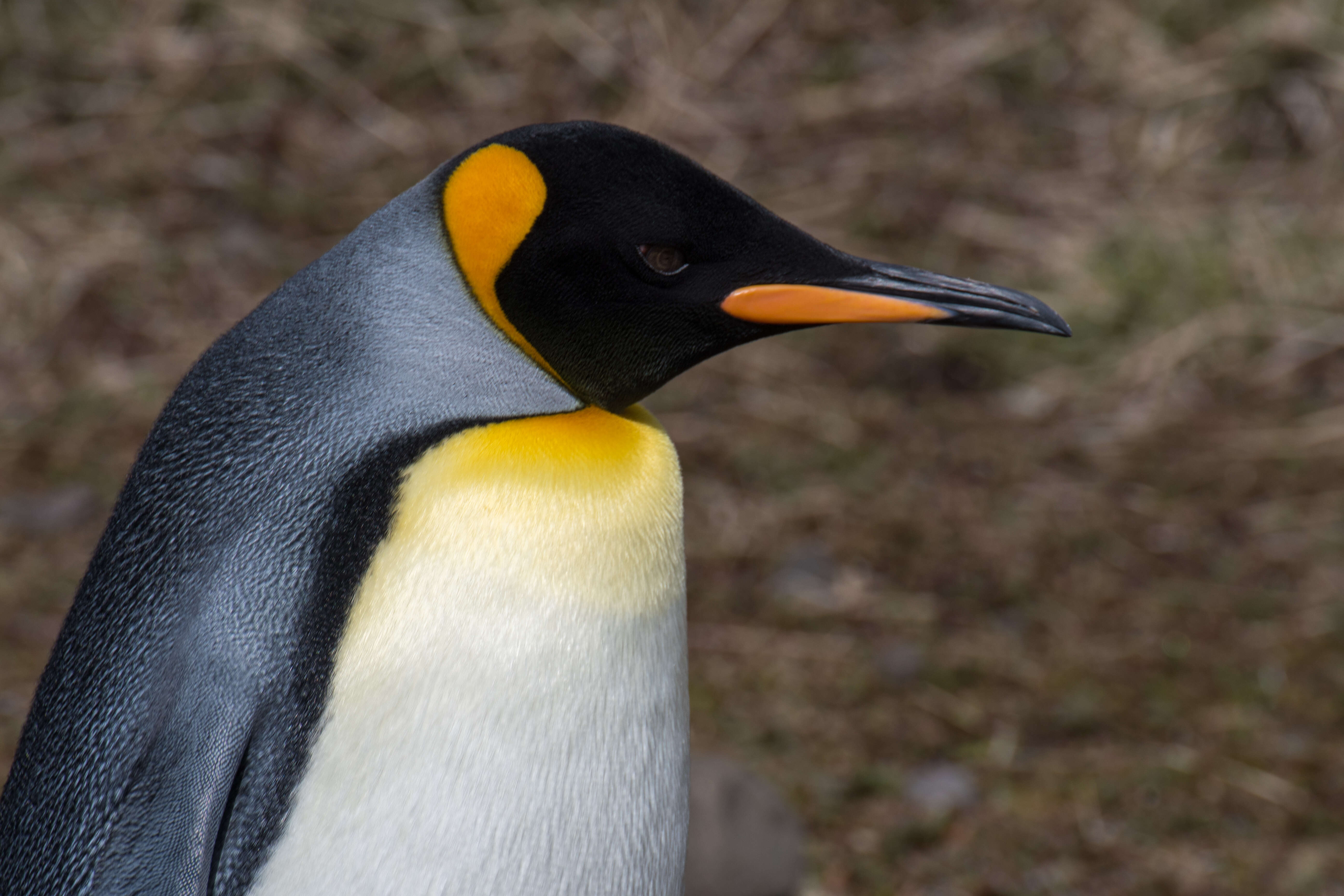 Image of King Penguin