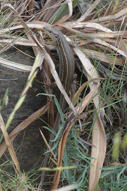 Image of Sand lizards