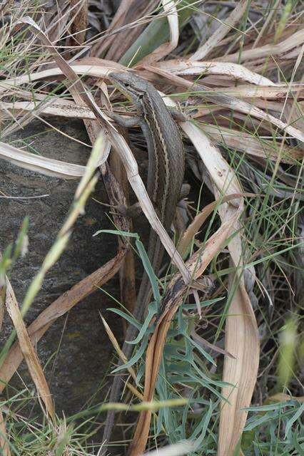 Image of Sand lizards