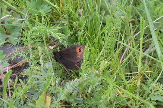 Image of Piedmont Ringlet