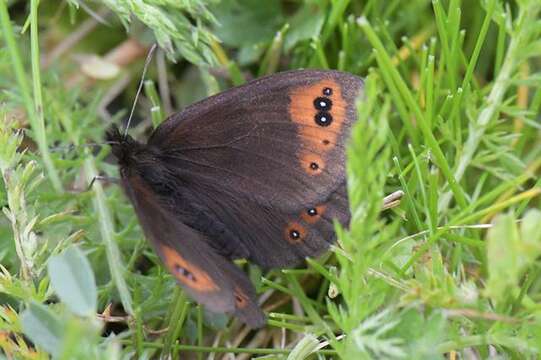 Image of Piedmont Ringlet