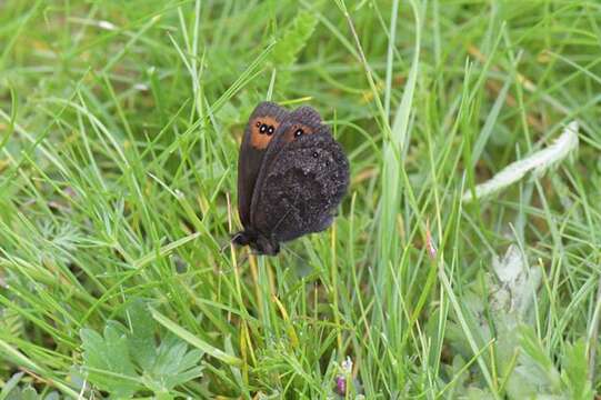 Image of Piedmont Ringlet