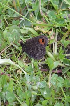 Image of Piedmont Ringlet